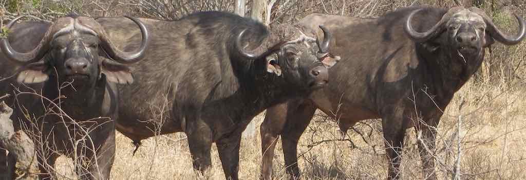 Afrikanische Büffel - das Objekt der Begierde